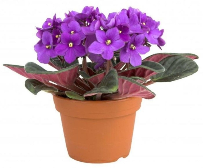 Фиалка african violet