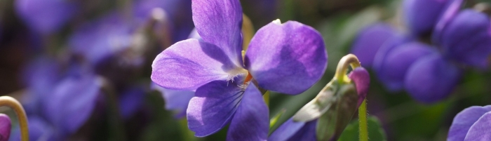 Фиалка лесная виола