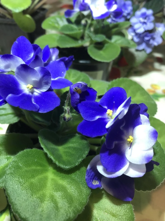 Фиалка оптимара