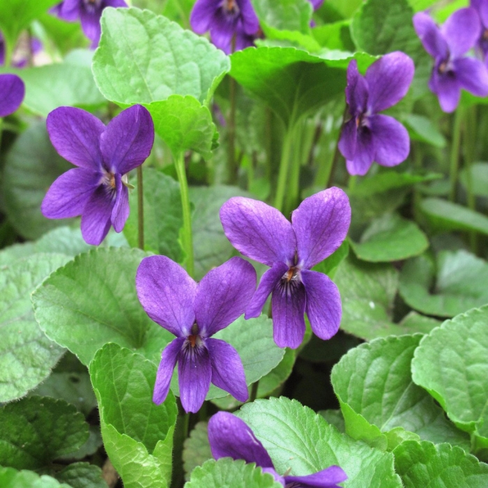 Фиалка лесная