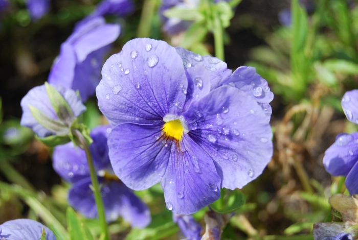 Фиалка душистая первоцвет