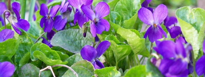 Фиалка крийская