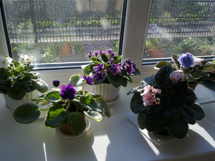 Узамбарская фиалка на окне