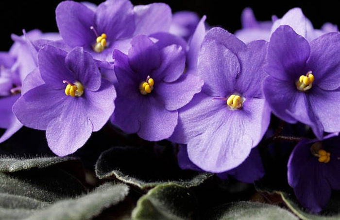 Желтая узамбарская фиалка