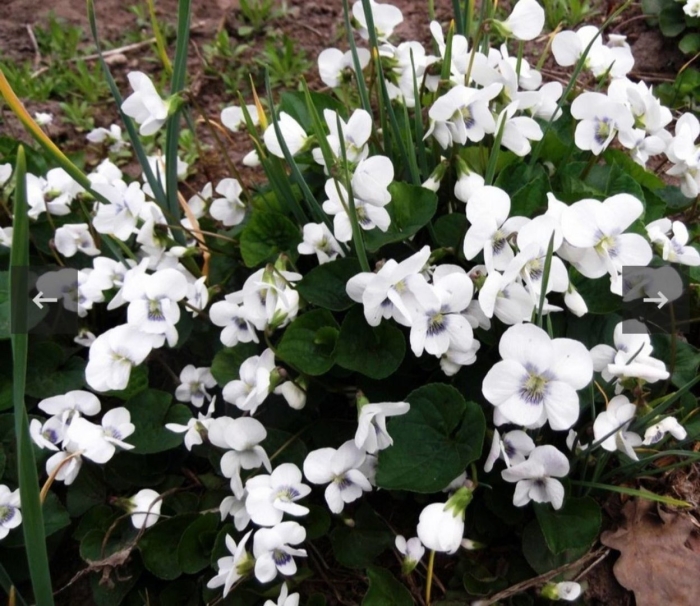 Фиалка мотыльковая альба