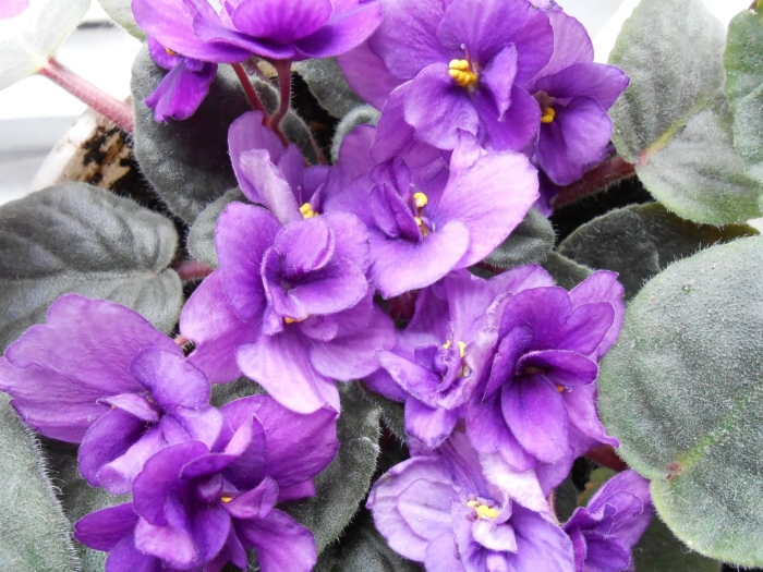 Фиалка сиреневая пятилистная