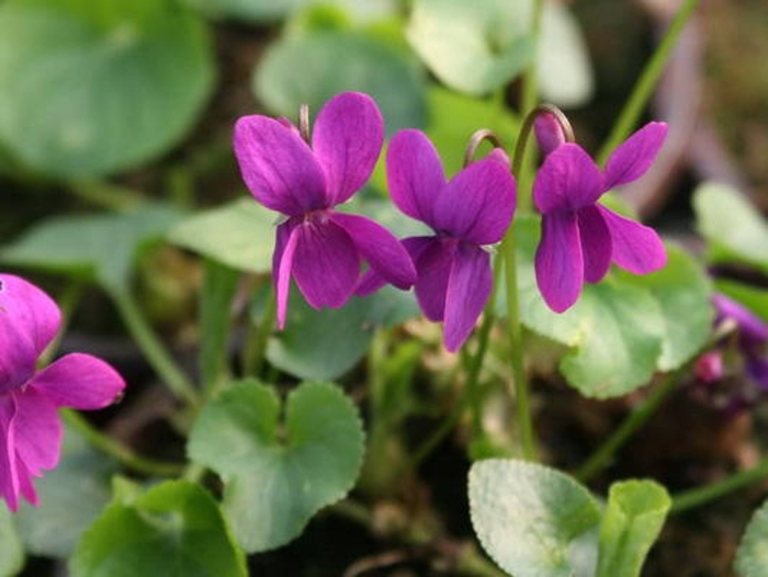 Фиалка (viola odorata)