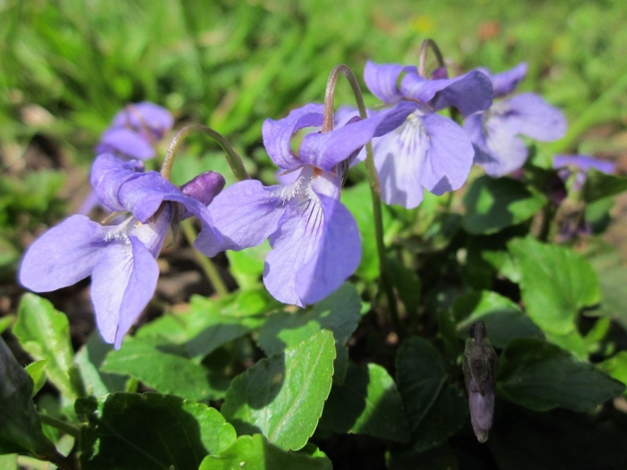 Viola reichenbachiana