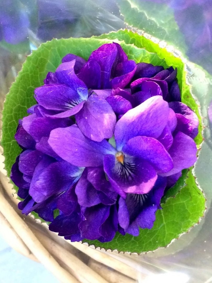 Cirelda фиалка