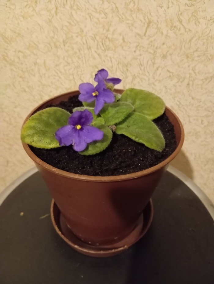Комнатное растение фиалка