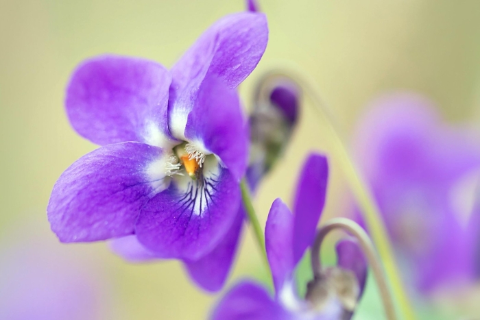 Лесная фиалка