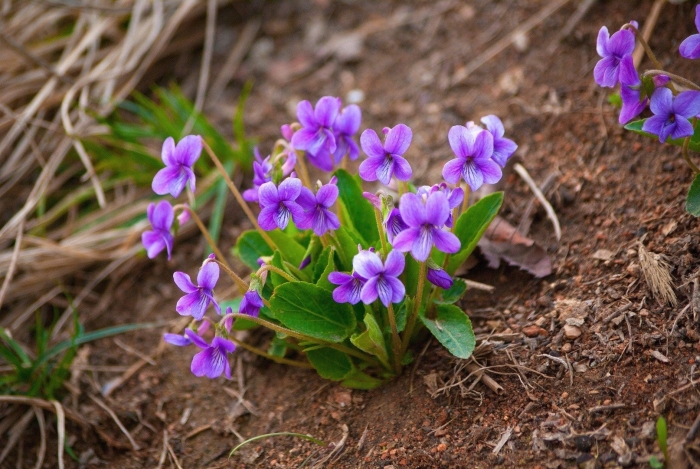 Фиалка полевая viola arvensis