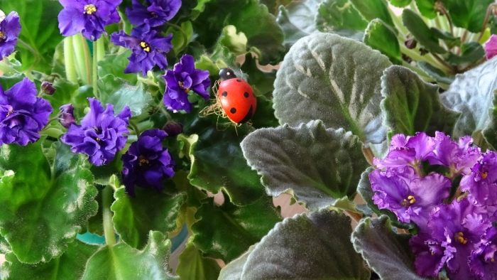 Узамбарская фиалка