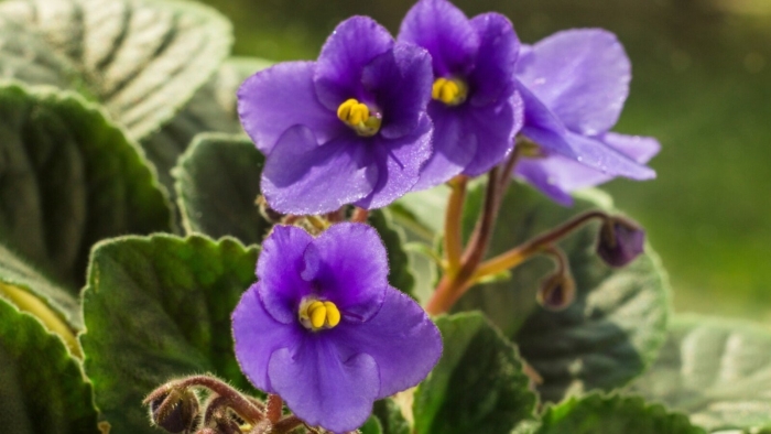 Фиалка фиолетовая