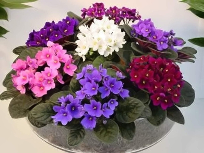 Фиалка saintpaulia