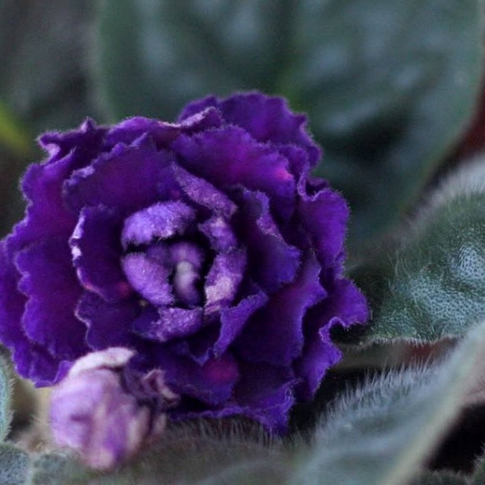 Фиалка ек богиня ночи