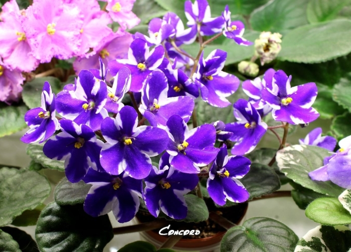 Concord фиалка химера