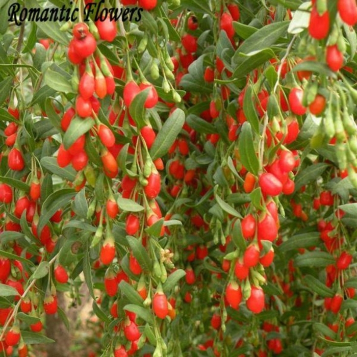 Годжи дереза обыкновенная