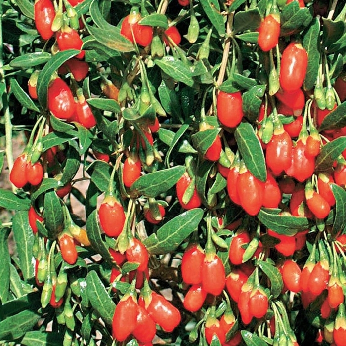 Дереза кустарник