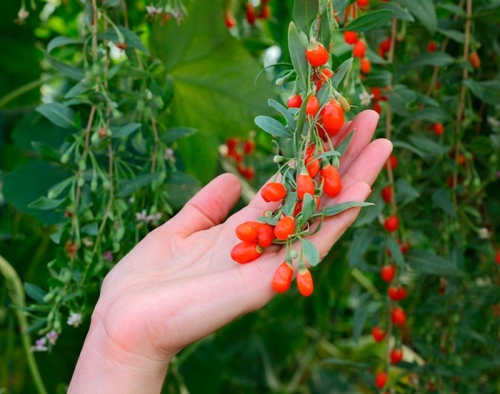 Дереза обыкновенная ягоды годжи