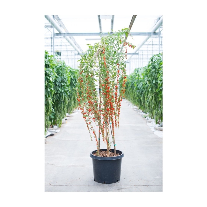 Годжи (лициум) биг берри