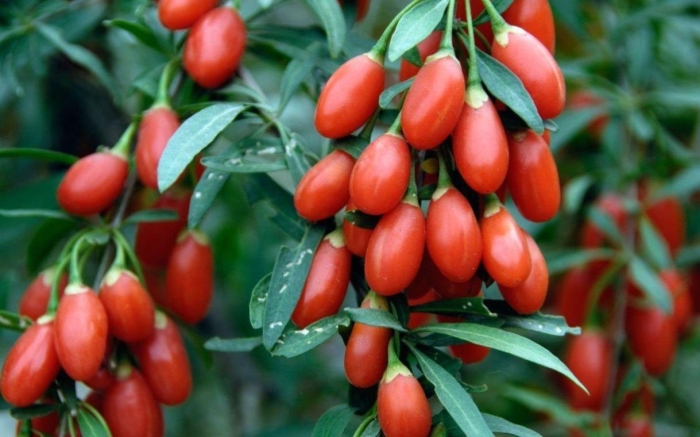 Годжи нью биг