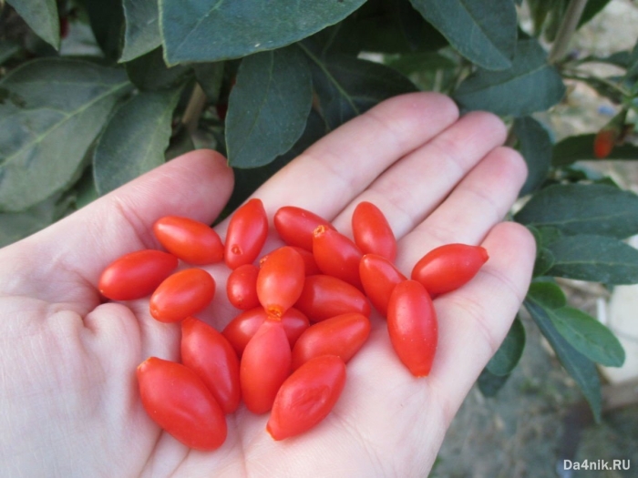 Дереза обыкновенная ягоды годжи
