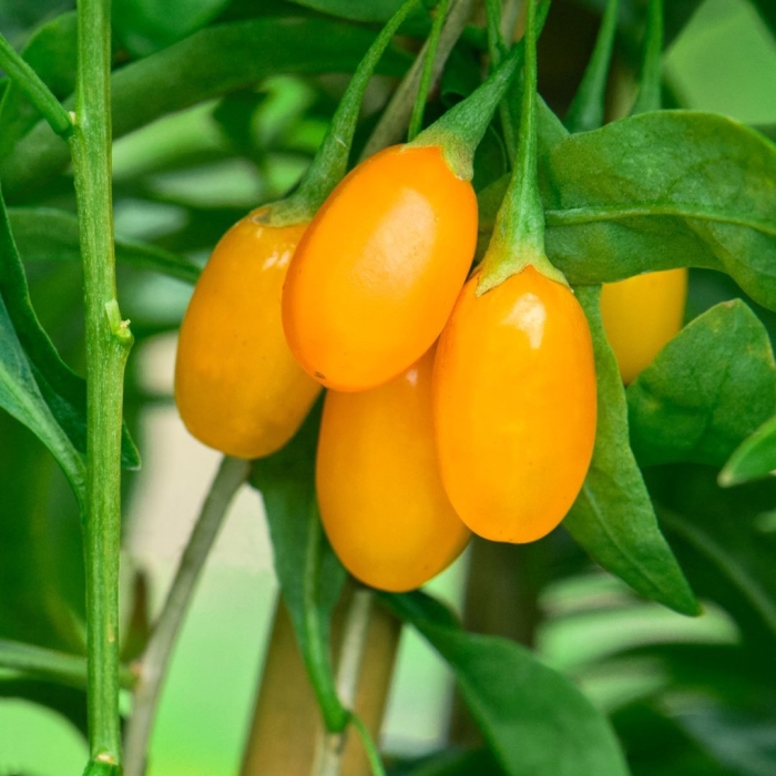 Годжи амбер свит