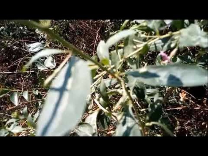 Лох узколистный дикая маслина