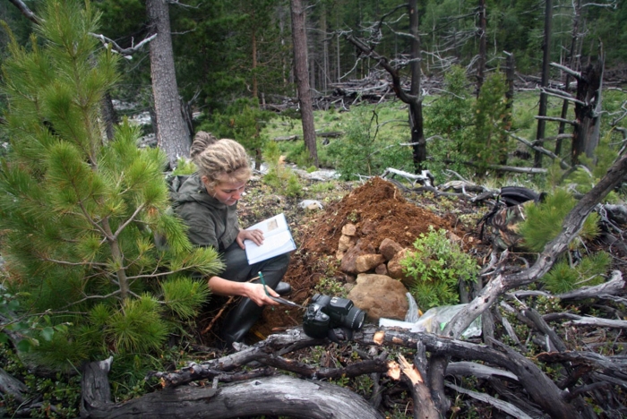 Работа в лесу