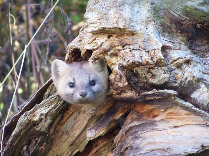 Животные баргузинского заповедника