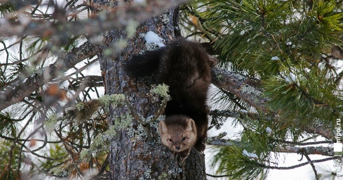 Куница лесная