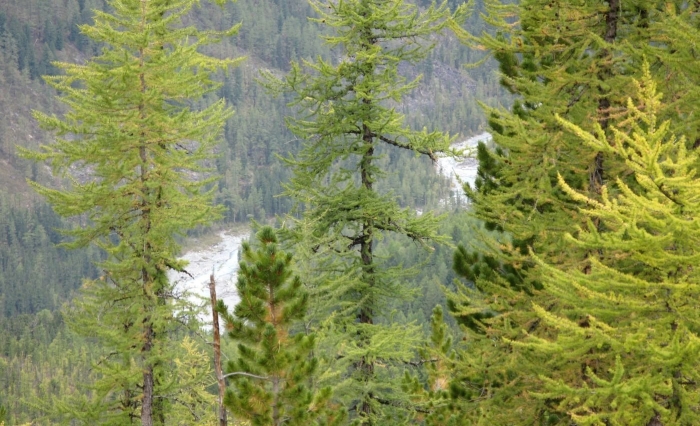 Лиственница сибирская larix sibirica