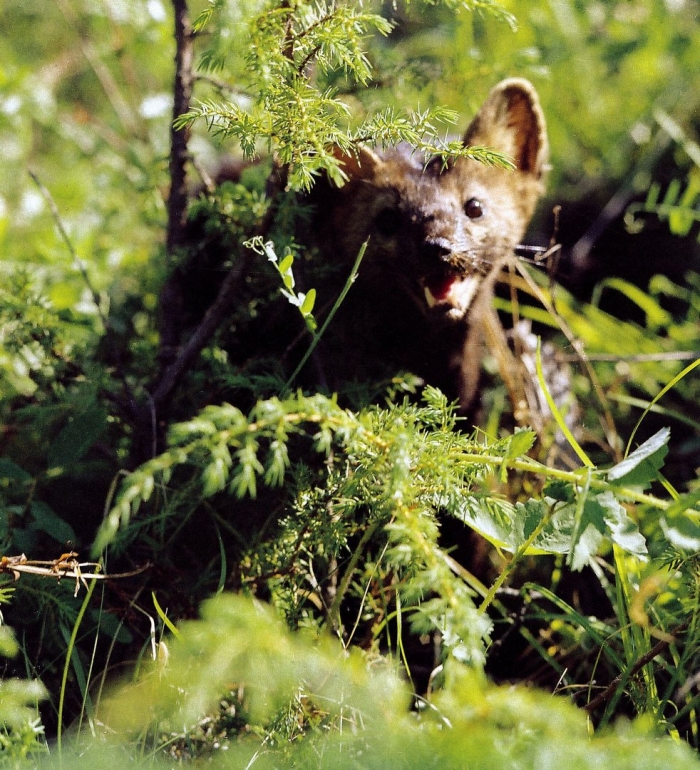 Баргузинский биосферный заповедник
