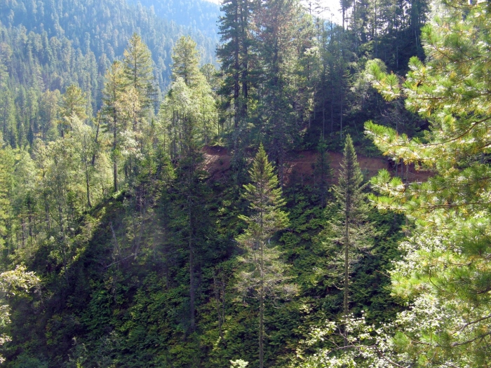 Тайга бурятии