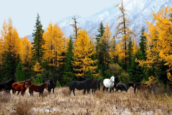 Горная тайга бурятии