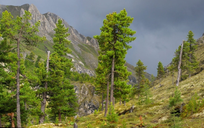 Реликтовый кедр алтай