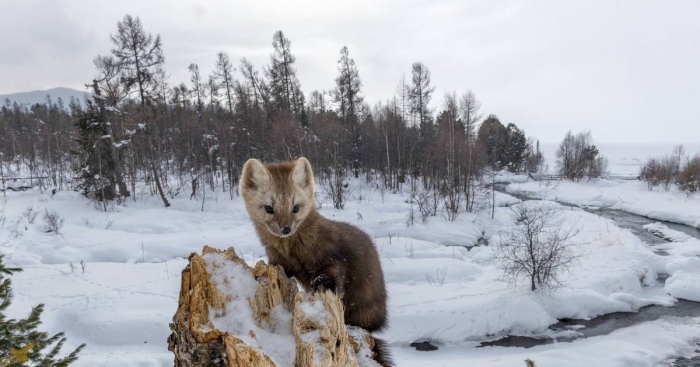 Баргузинский заповедник соболь