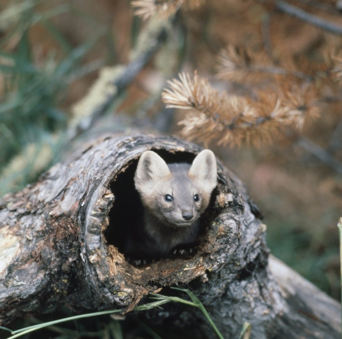 Байкальский заповедник животные