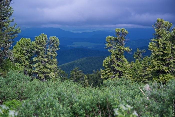 Тайга бурятии кедрач