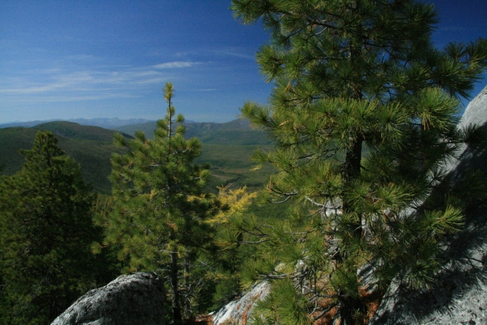 Сибирский кедр байкал