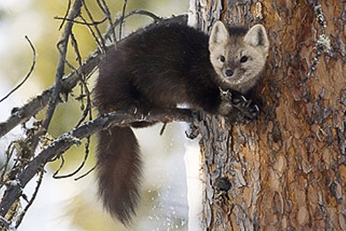Сибирский баргузинский соболь