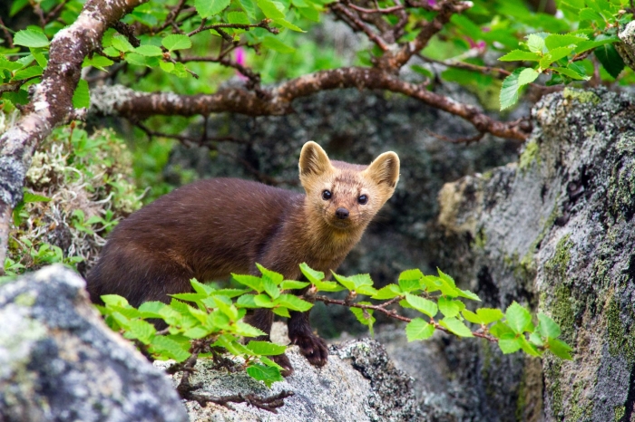 Соболь - martes zibellina