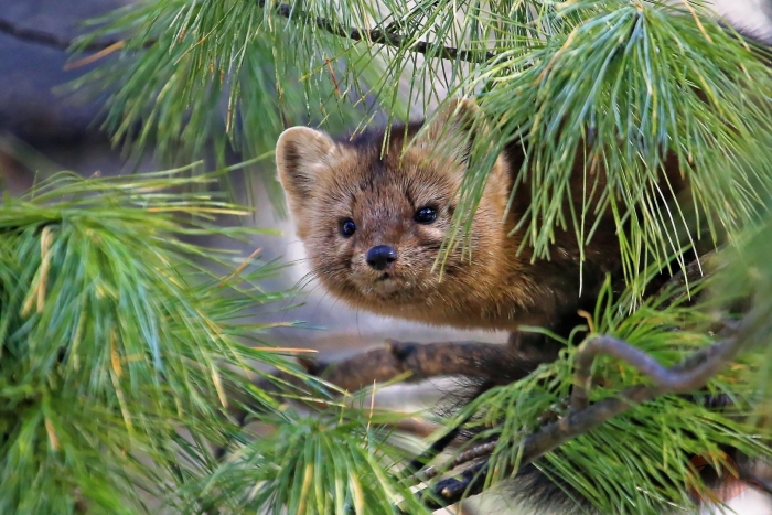 Соболь баргузинский животное