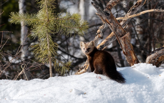 Байкальский баргузинский соболь