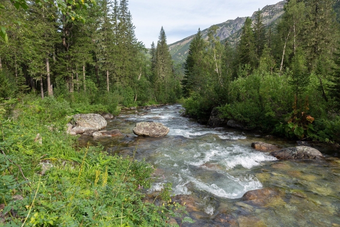 Уссурийская тайга горная речка
