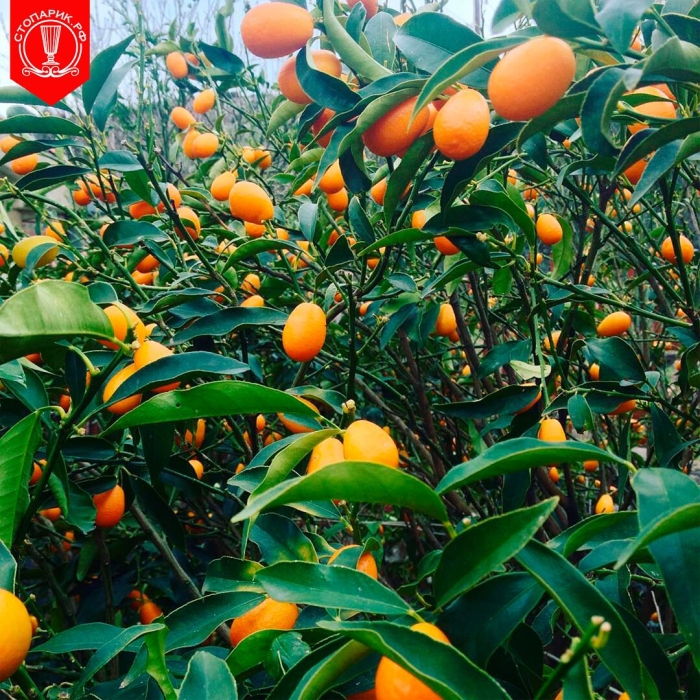 Кумкват фрукт