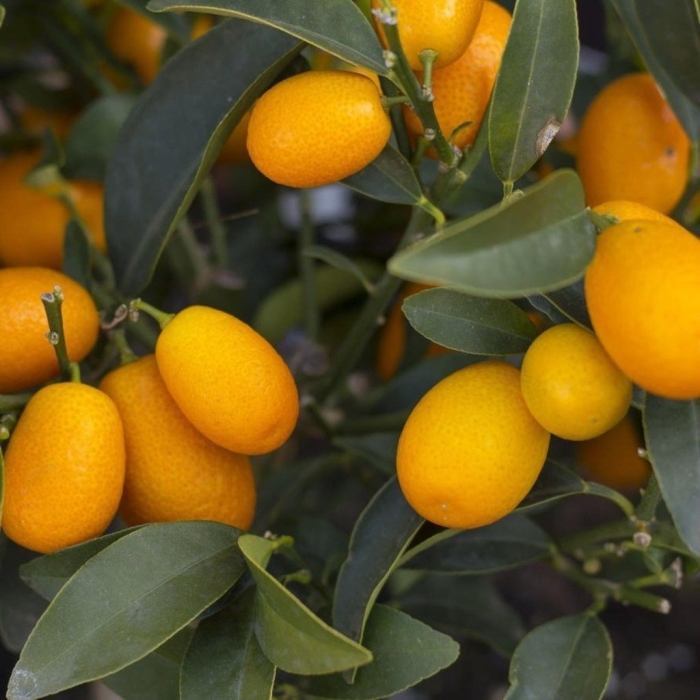 Кумкват плоды