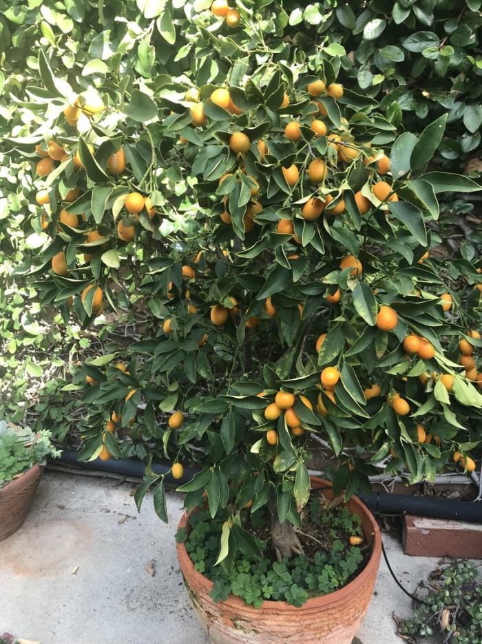 Кумкват мейва