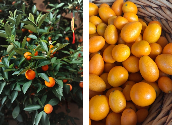 Кумкват цитрус фортунелла